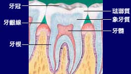 關於牙齒解剖