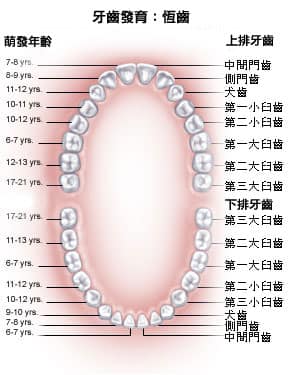 Dental Sealants